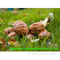 Chinese Walnut Kernels Light Pieces Handhelling (LP)
